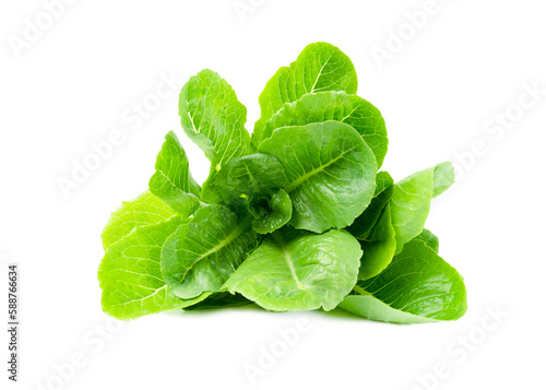 The Fresh Green cos (lettuce) on white background