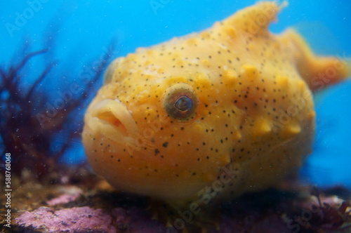 Lumpfishes swimming in a tank photo