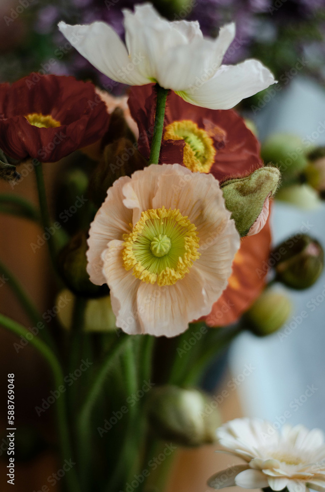 Obraz premium papaver