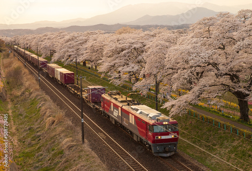 夕暮れの千本桜
