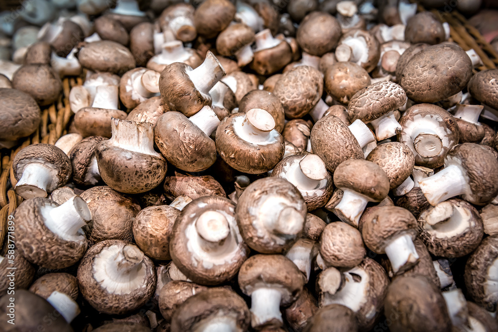Common brown mushrooms as a texture Common brown mushrooms as a texture