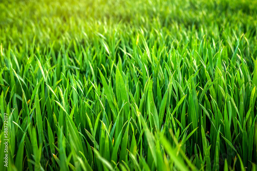 Green lush wheat grass as a background
