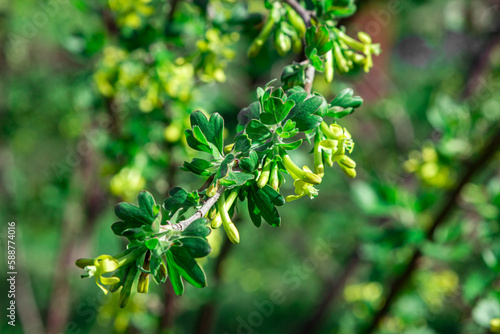 A branch of flowering black currant. spring bloom