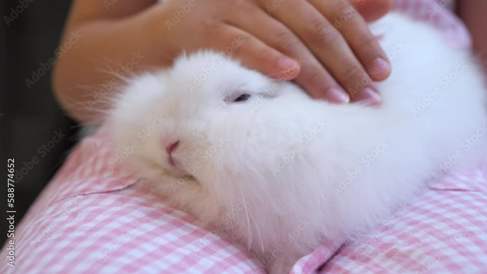 White Easter Rabbit Close-up, Capturing the Magic on Girl's Lap
White Easter Rabbit Close-up, Capturing the Magic on Girl's Lap