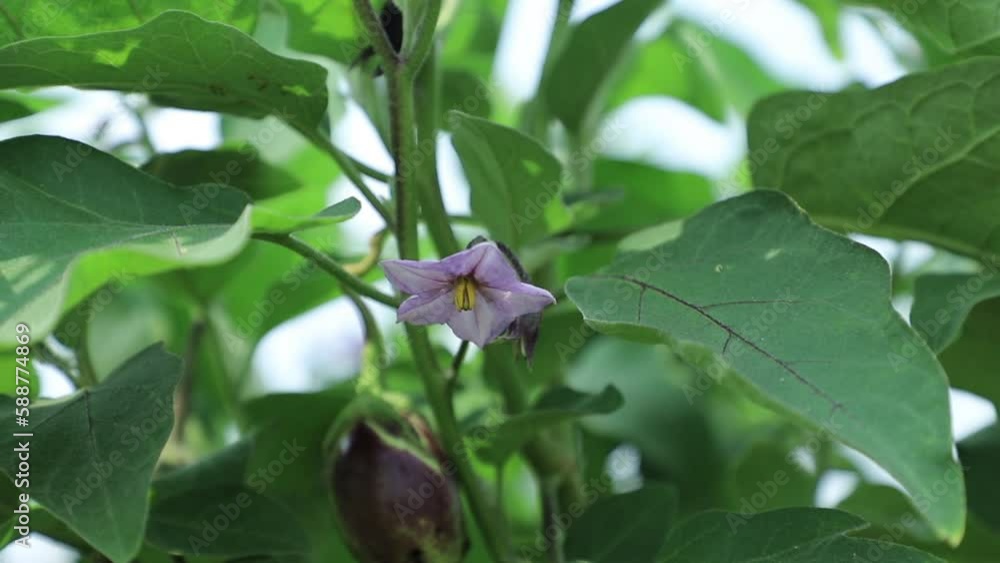 eggplant fruit flowers grow in the fields. Brinjal flowers which are purple in color in the garden eggplant fruit flowers grow in the fields. Brinjal flowers which are purple in color in the garden