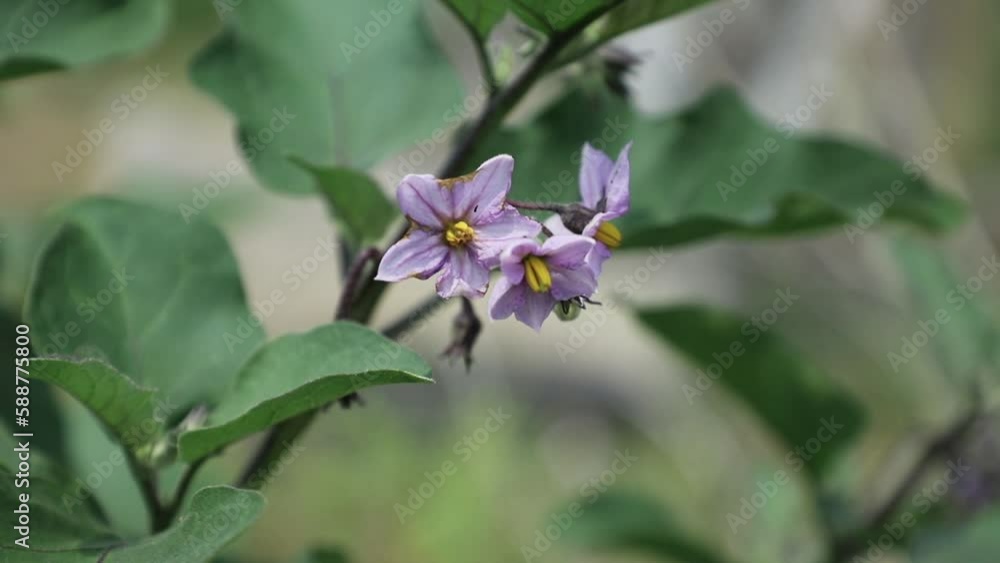 Eggplant flowers grow in the fields. Eggplant flower purple color Eggplant flowers grow in the fields. Eggplant flower purple color