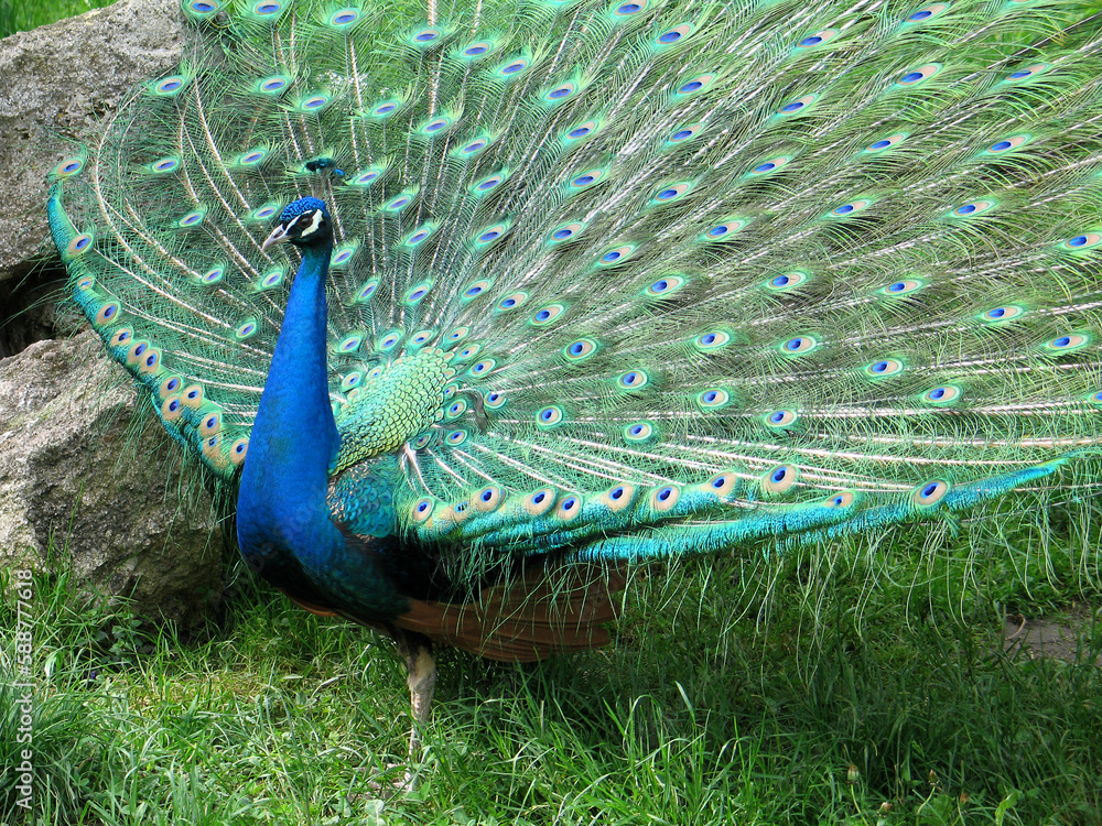 Obraz premium Indian peafowl blue (Pavo cristatus) portrait