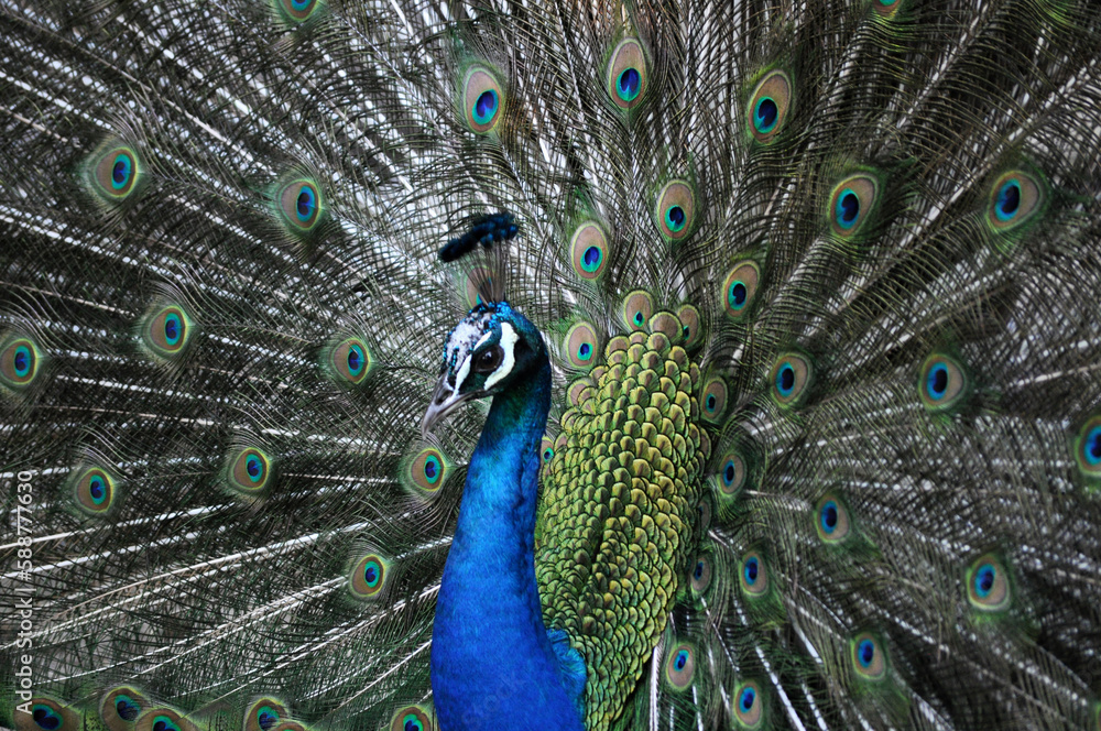 Naklejka premium Indian peafowl blue (Pavo cristatus) portrait