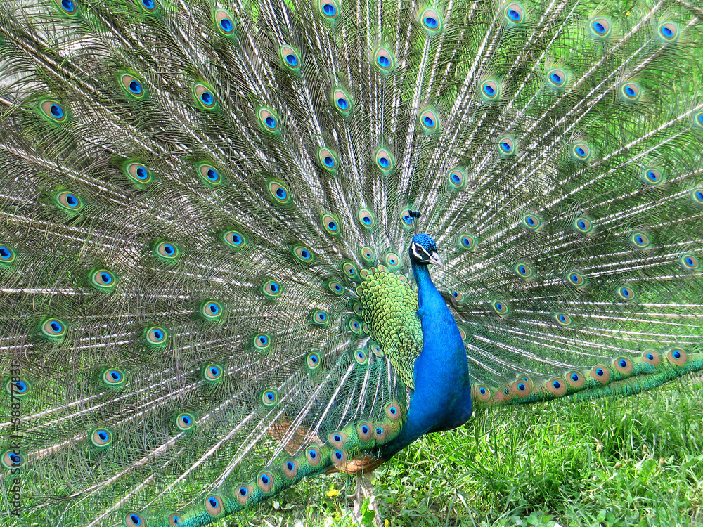 Naklejka premium Indian peafowl blue (Pavo cristatus) portrait