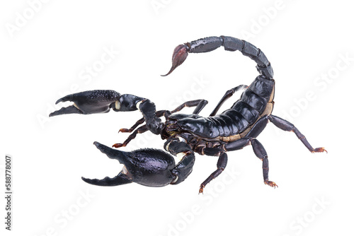 Emperor Scorpion, Pandinus imperator isolated on transparent background with clipping path, single scorpion with clipping path and alpha channel. foliage in summer for both printing and web pages. 