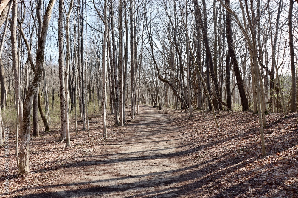The long hiking trail in the forest on a sunny day. The long hiking trail in the forest on a sunny day.