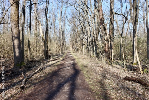 The empty trail in the woods on a sunny day.