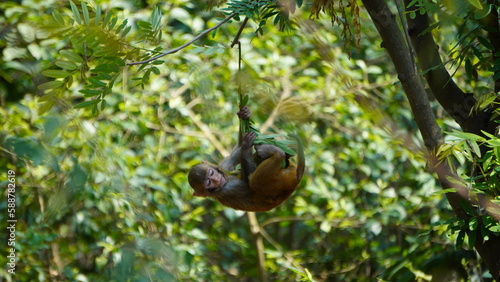 baby monkey hanging on a tree