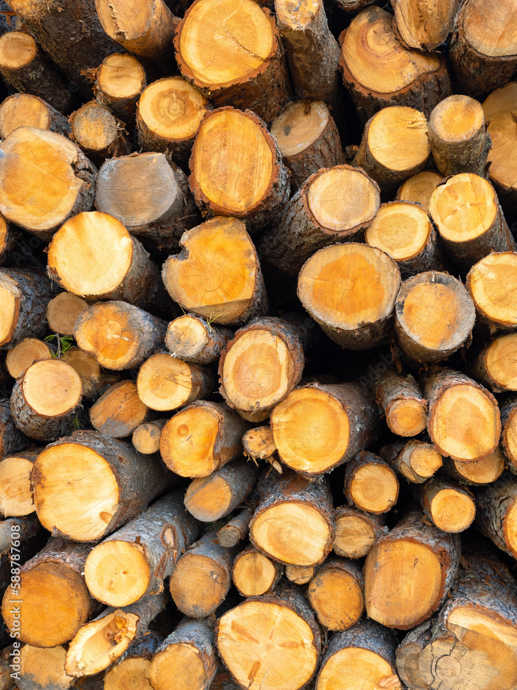 Logs as a background. Texture of natural wood. Natural texture. Large resolution photo for the design. Logs as a background. Texture of natural wood. Natural texture. Large resolution photo for the design.