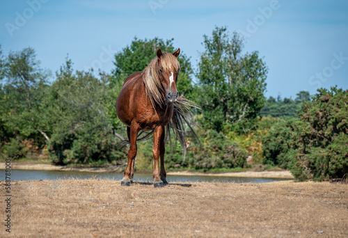 Face to face with a golden chestnut coloured horse next to a watering hole in the New Forest, Hampshire, England.