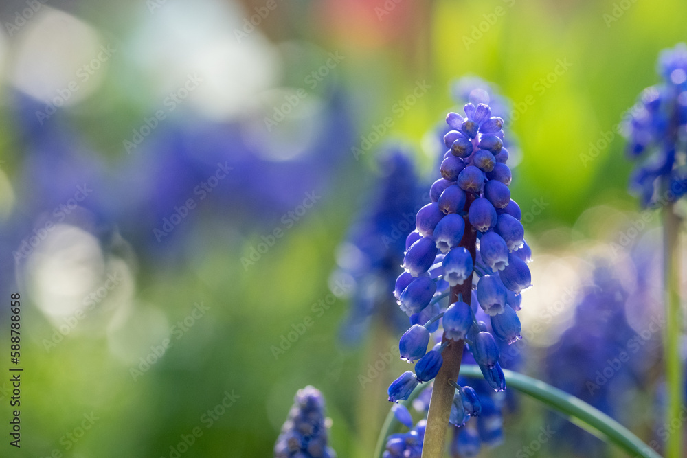 Macro photo of dark blue grape hyacinth muscari flowers planted in a flower bed. Photogaphed in a suburban garden in Pinner, Middlesex, UK Macro photo of dark blue grape hyacinth muscari flowers planted in a flower bed. Photogaphed in a suburban garden in Pinner, Middlesex, UK