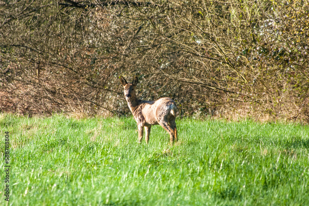 pretty rose deer in the spring sunshine in english countryside pretty rose deer in the spring sunshine in english countryside