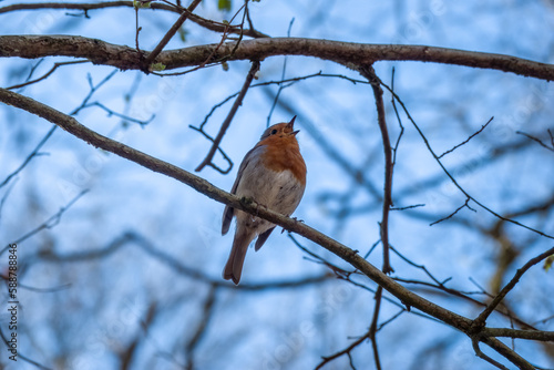 robin redbreast singing perched on a branch with a blurred blue background