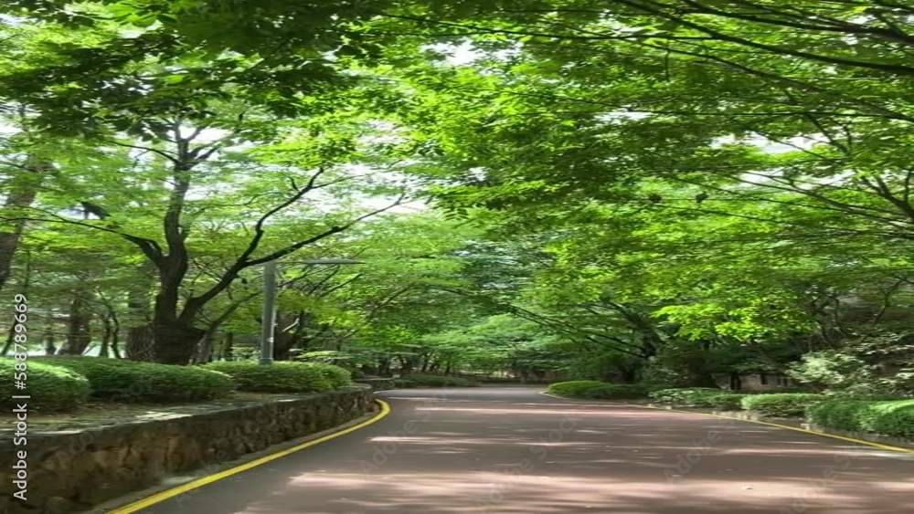 road in the forest road in the forest