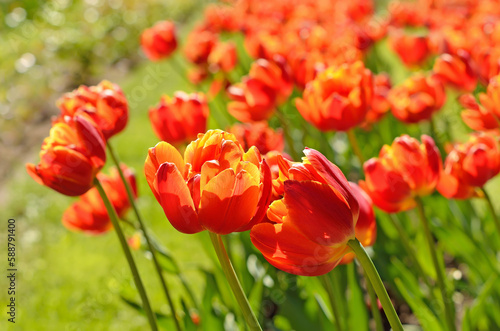 Red tulips on meadow