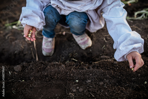 close-up child s hands sowing pea seeds in fertile earth of garden  preparing for bountiful harvest.