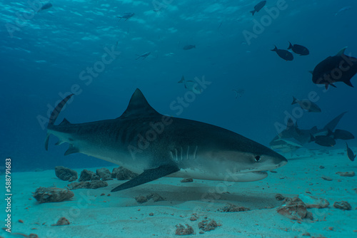 Tiger shark at the bottom of the ocean