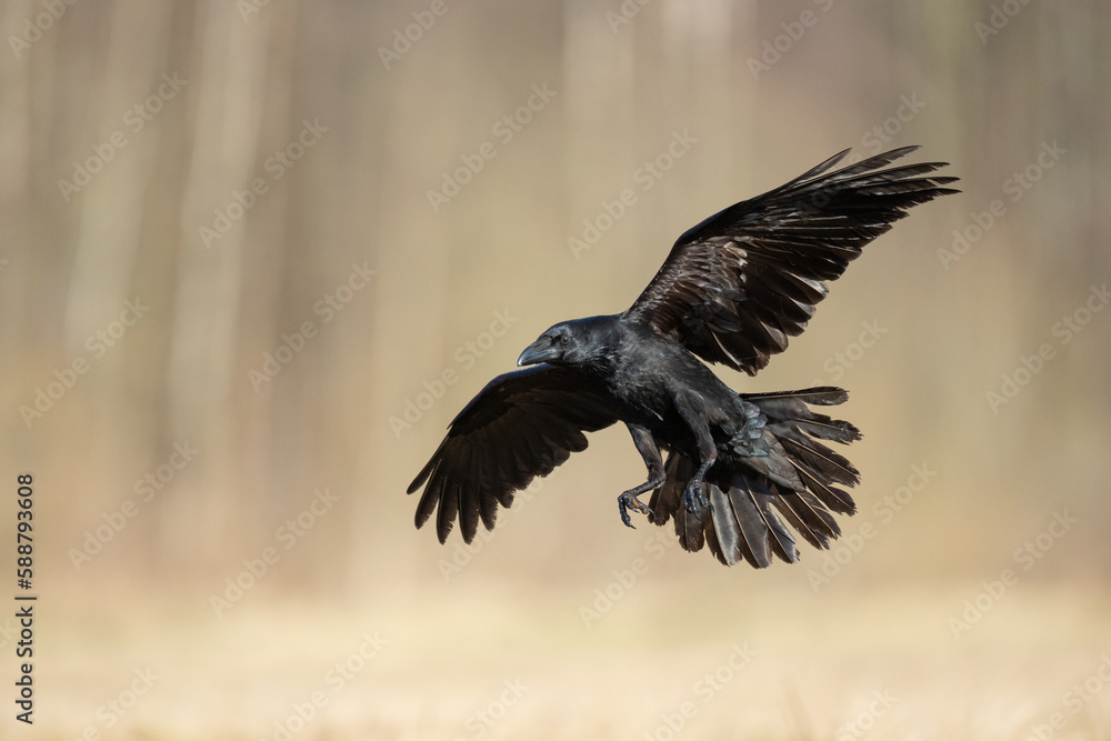 Fototapeta premium Bird beautiful flying raven Corvus corax North Poland Europe