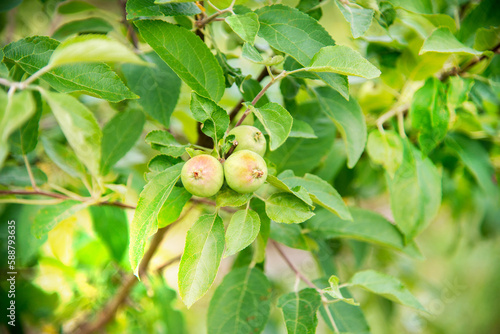 three small green unripe apples on a tree. Chinese variety, Plum-leaved, Paradise apple tree