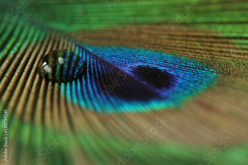 A drop of water on the feather of a Peacock 