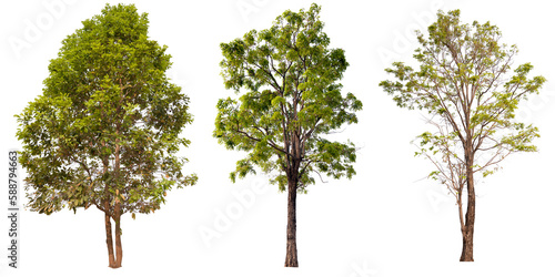 PNG collection tree transparent background