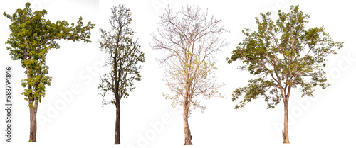 PNG collection tree transparent background
