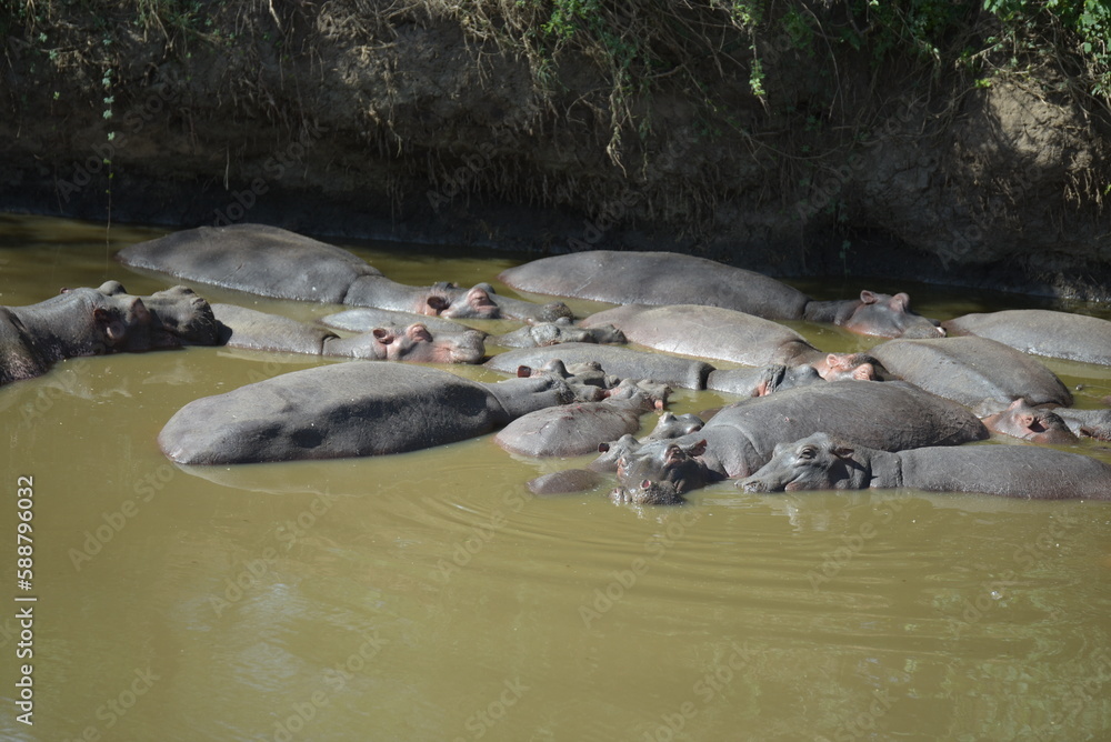 Fototapeta premium Nilpferde in einem Fluss in Afrika. 