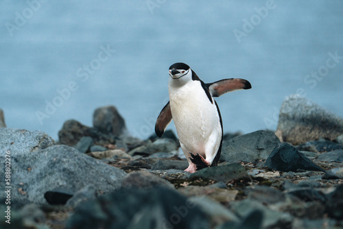 Chinstrap penguin on a rocky beach in Antarctica.