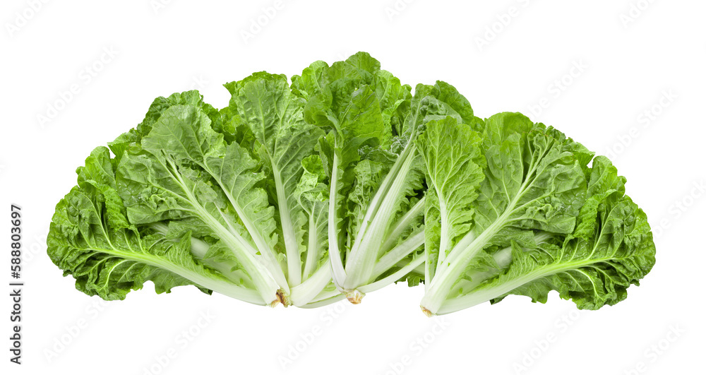lettuce leaves on transparent png lettuce leaves on transparent png