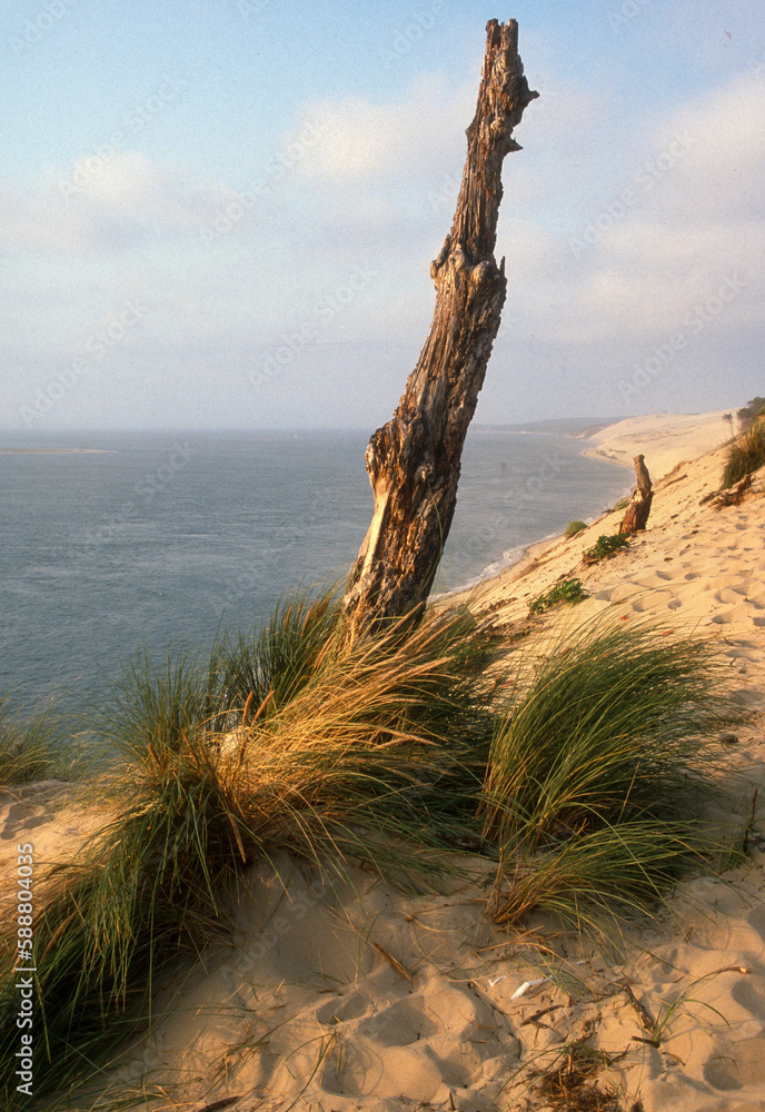 Dune du Pilat, Bassin d'Arcachon, Landes de Gascogne, 33, Gironde, France