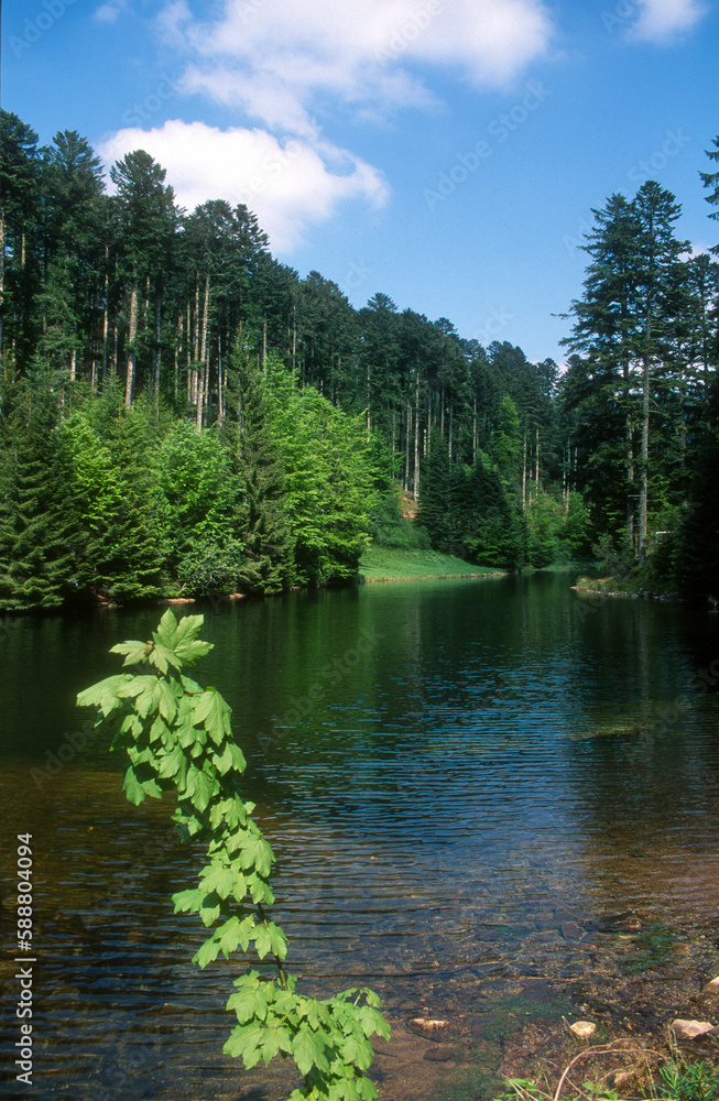 Sapin rouge, Epicea, Epicéa commun, Picea abies, Belbriette, Parc Naturel Régional des Ballons des Vosges,site natura 2000, Vosges, 88, France Sapin rouge, Epicea, Epicéa commun, Picea abies, Belbriette, Parc Naturel Régional des Ballons des Vosges,site natura 2000, Vosges, 88, France