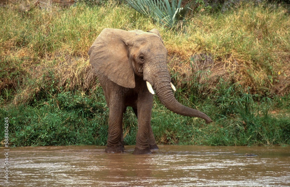 Eléphant d'Afrique, Loxodonta africana, gros porteur, Tanzanie Eléphant d'Afrique, Loxodonta africana, gros porteur, Tanzanie