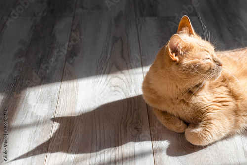 domestic cat basking in the sun lying on the floor.