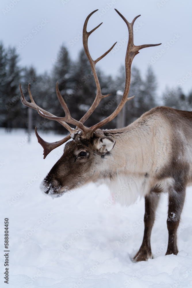 reindeer in the snow reindeer in the snow