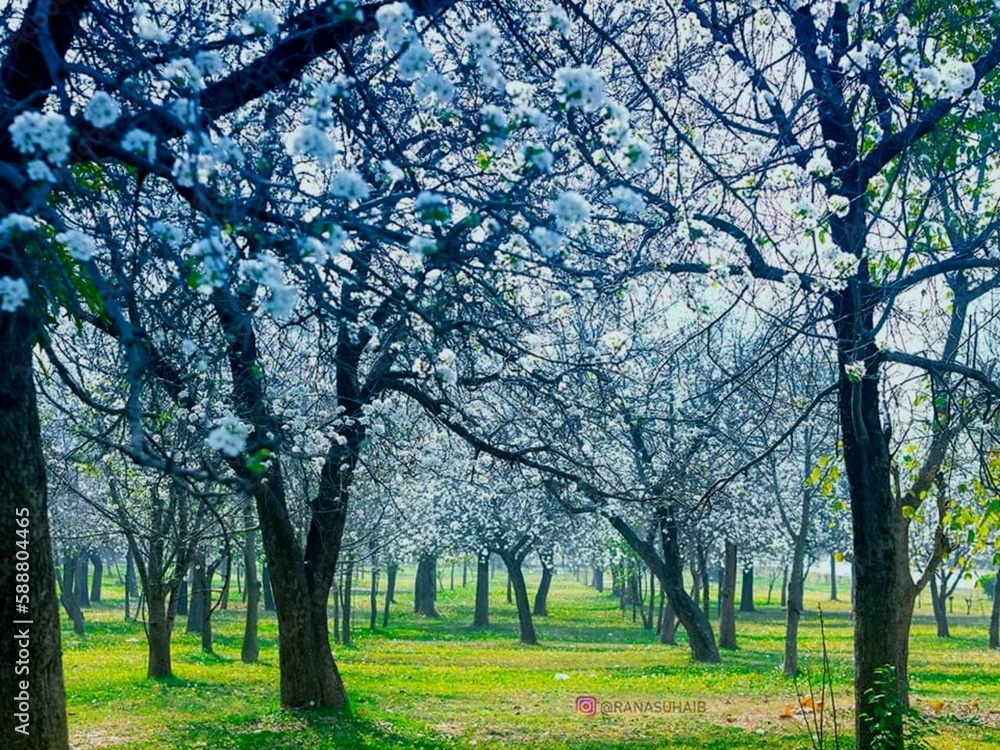 Obraz premium Apple Garden, Spring break, Pinus Tree, Walnut Tree, natural wallpaper HD quality, Snowy mountains and cloud 