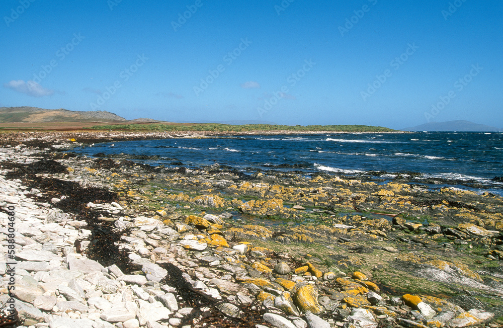 île Carcass, Iles Falkland, Malouines