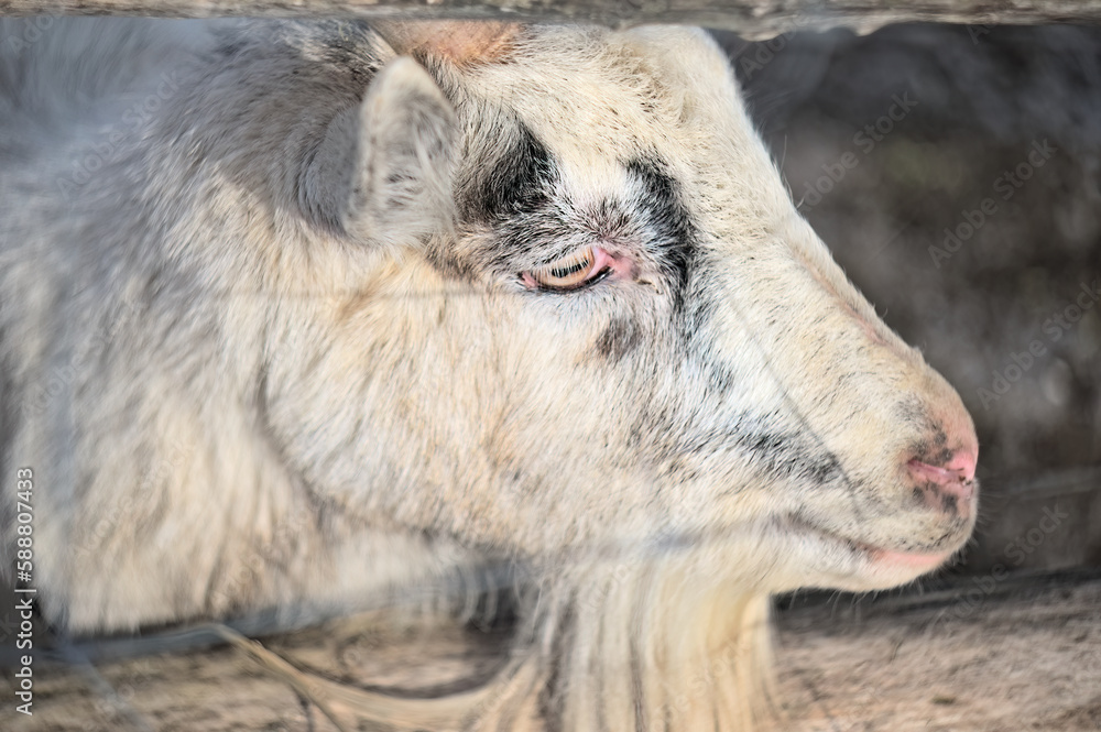 The cute pet goat is in the pen. Animals in agriculture. The cute pet goat is in the pen. Animals in agriculture.