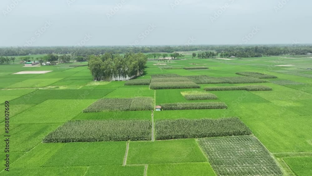 Top aerial view of agriculture in rice fields for cultivation. Natural the texture for background Smooth video footage in bangladesh Top aerial view of agriculture in rice fields for cultivation. Natural the texture for background Smooth video footage in bangladesh