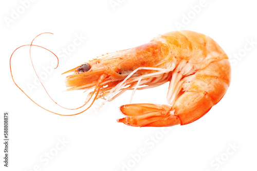 Shrimp isolated 