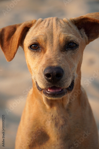 Portrait of Dog in beach. Closeup of head of young brown color dog sitting in the beach sand at evening time. © Prabhakarans12