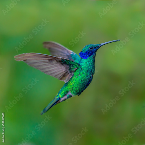 hummingbird in flight (Sparkling violetear)