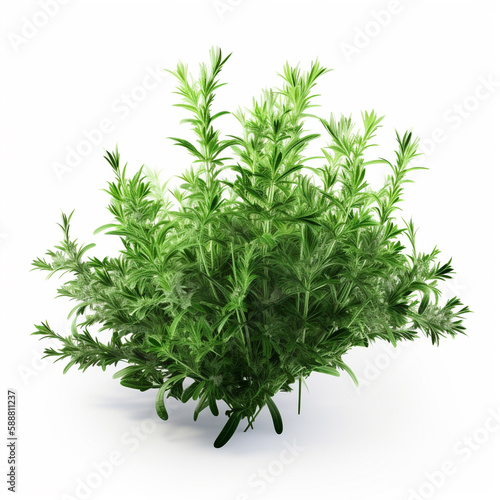 herbs  spices  greeens on white background                                                                              