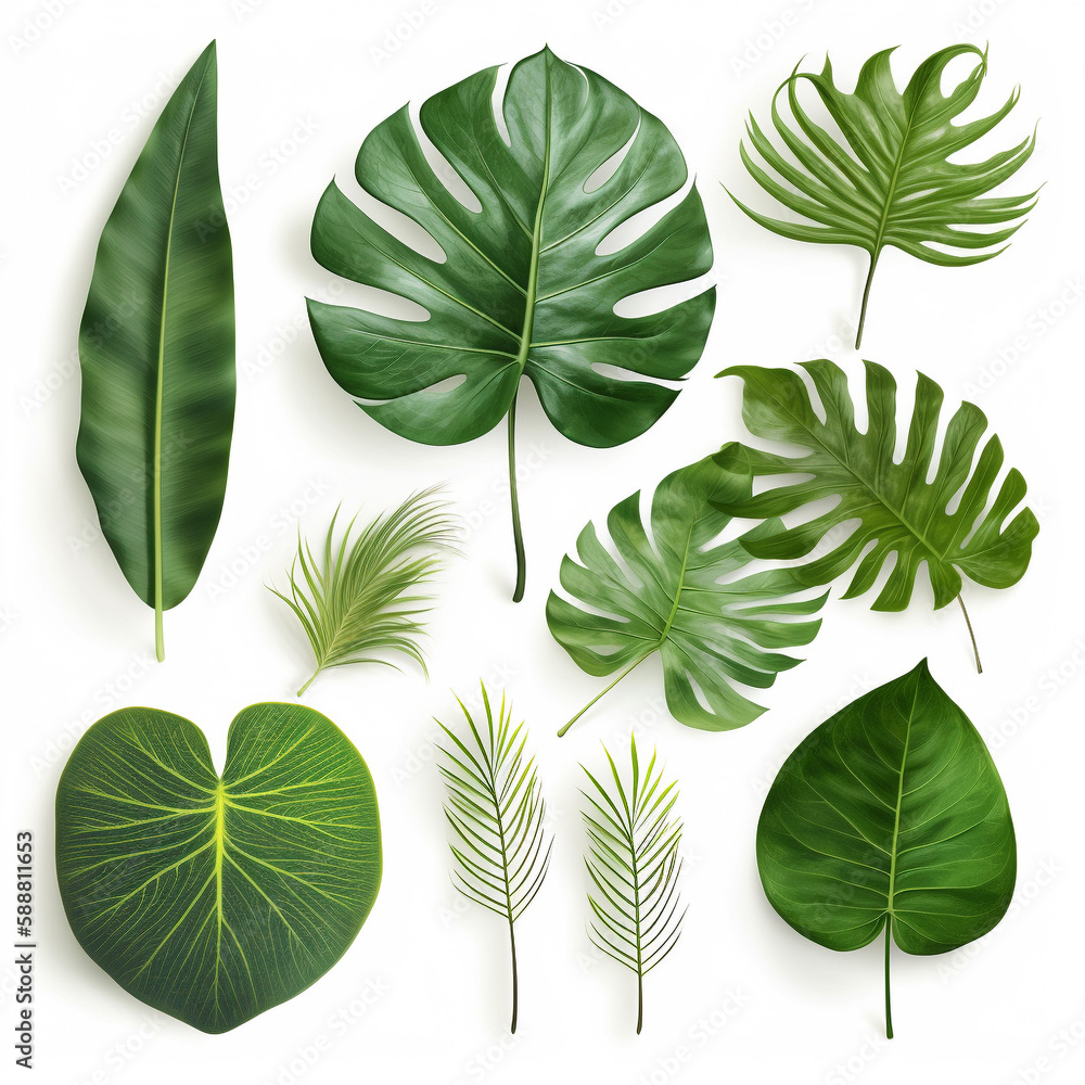 green tropical leaves on white background green tropical leaves on white background