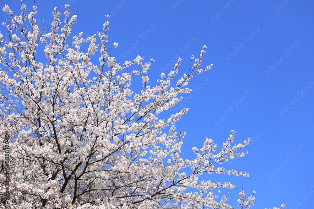 稲取高原の桜 (静岡 伊豆)