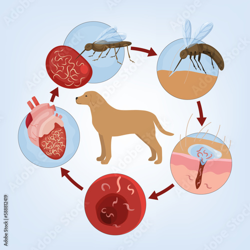 Heartworm disease in dogs. Editable vector illustration.